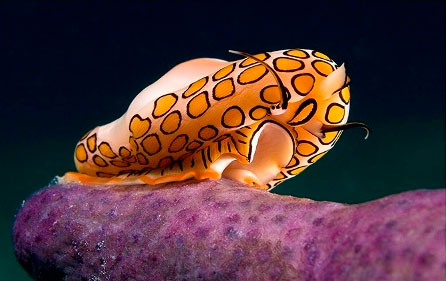 Cuando se devuelve vida al mar